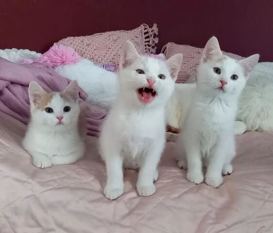 Europäisch Kurzhaar