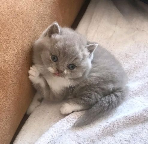 Britische Kurzhaar-Kätzchen zur Adoption