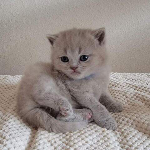 Britische Kurzhaar-Kätzchen zur Adoption.