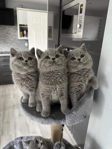 Britische Kurzhaar-Kätzchen zur Adoption