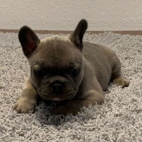 Französische Bulldoggenwelpen zur Adoption