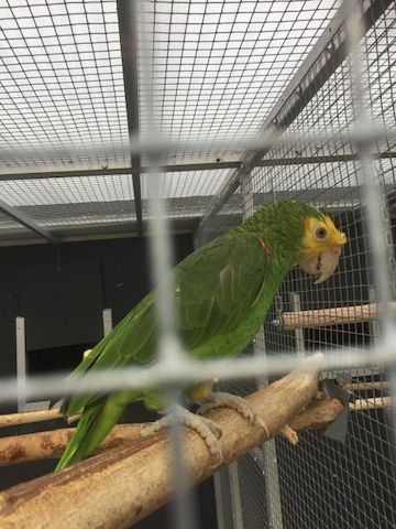 Afrikanische Graupapageien