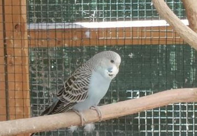 Afrikanische Graupapageien