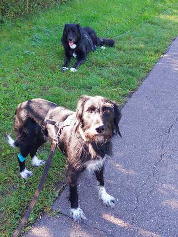 Elmo sensibler Begleiter sucht seinen Herzplatz