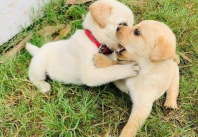 Golden Retriever Welpen