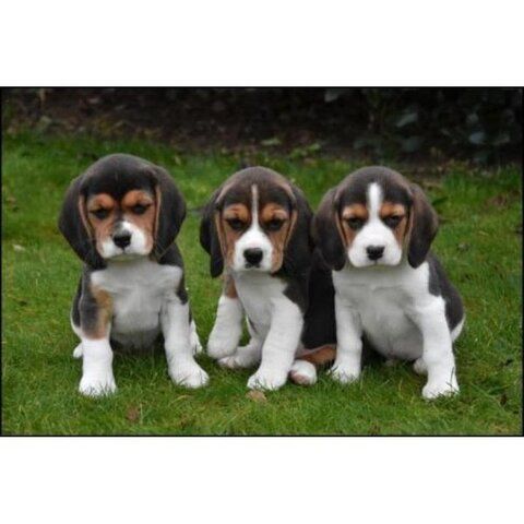 Beagle Welpen