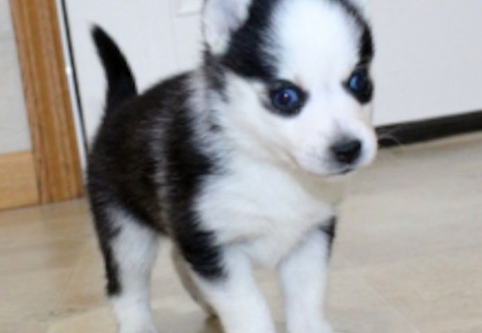 Siberian Husky Welpen