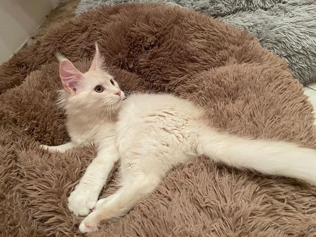 Maine Coon Kitten mit Stammbaum Shaded Linie