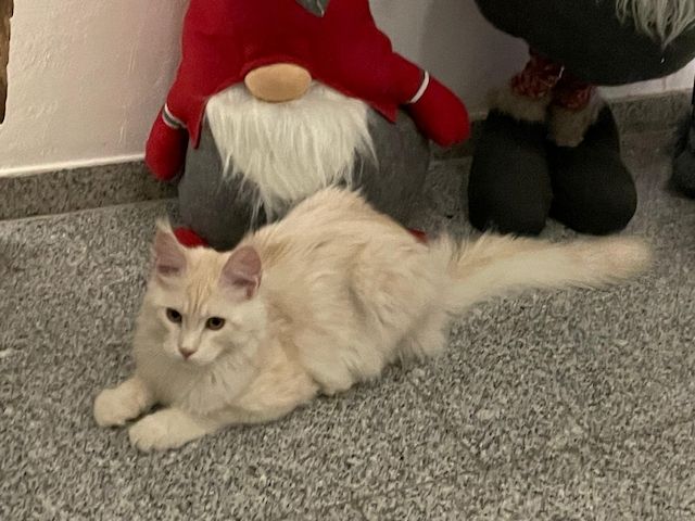 Maine Coon Kitten mit Stammbaum Shaded Linie