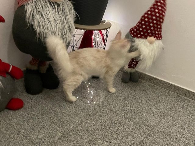 Maine Coon Kitten mit Stammbaum Shaded Linie