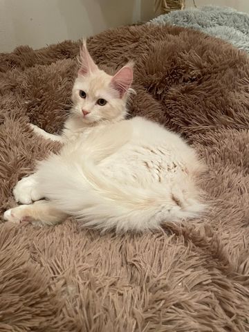 Maine Coon Kitten mit Stammbaum Shaded Linie