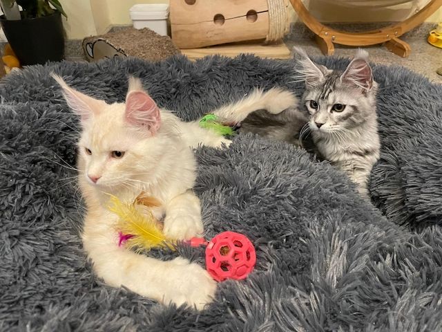 Maine Coon Kitten mit Stammbaum Shaded Linie