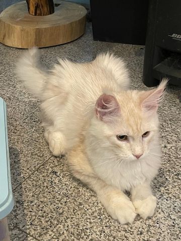 Maine Coon Kitten mit Stammbaum Shaded Linie