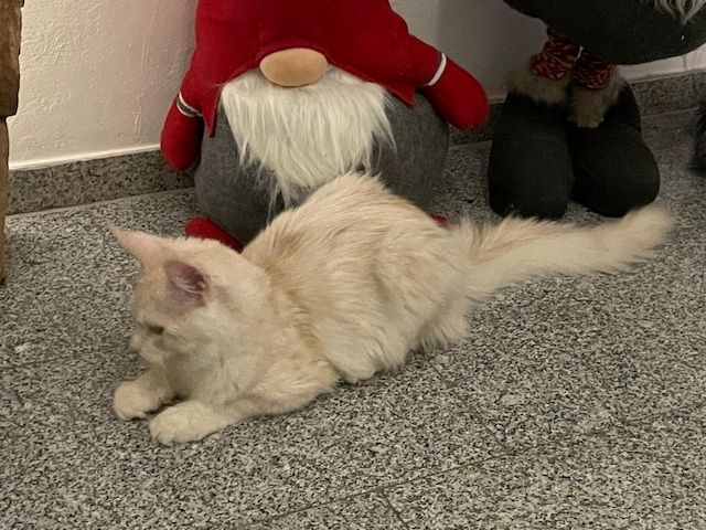 Maine Coon Kitten mit Stammbaum Shaded Linie