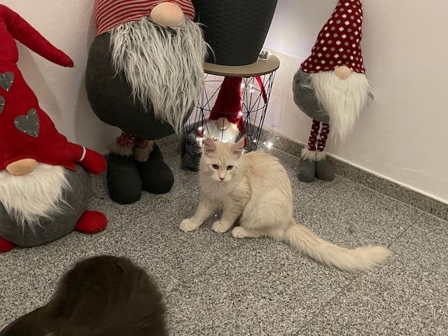 Maine Coon Kitten mit Stammbaum Shaded Linie