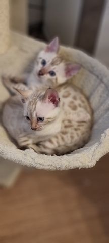 Bengalkitten