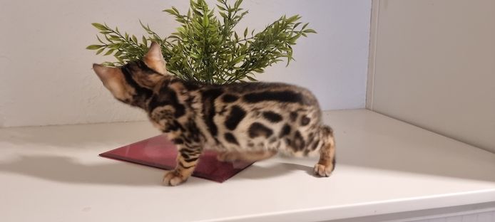 Bengalkitten