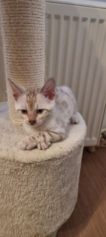 Bengalkitten