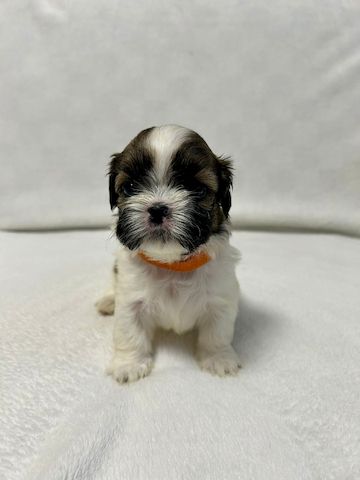 Shih Tzu Welpen