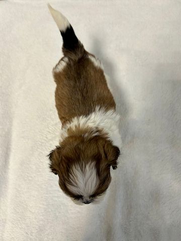 Shih Tzu Welpen