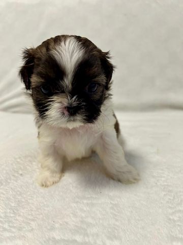 Shih Tzu Welpen