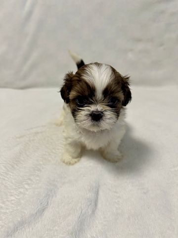 Shih Tzu Welpen