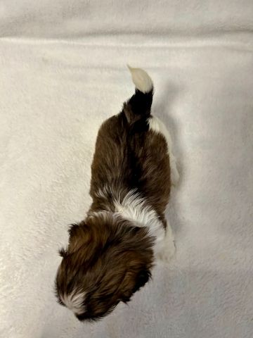 Shih Tzu Welpen
