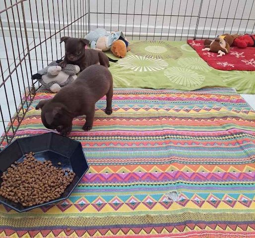 Chihuahua Welpen WhatsApp 