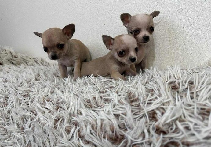 Chihuahua Welpen WhatsApp 