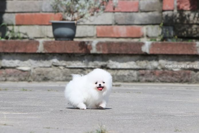 Pomeranian-Welpen