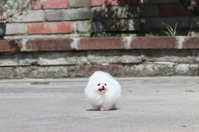 Pomeranian-Welpen