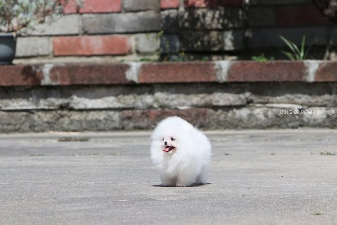 Pomeranian-Welpen