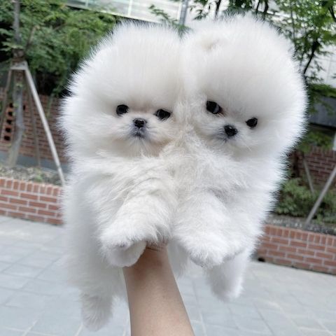 Pomeranian Spitz