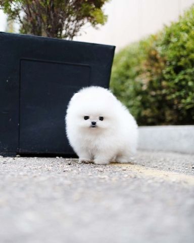 Pomeranian Spitz