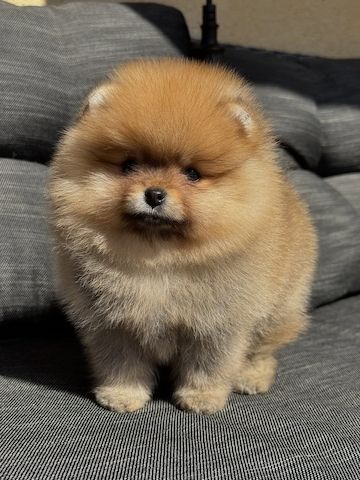 Pomeranian Spitz Welpen Boo