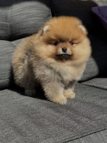 Pomeranian Spitz Welpen Boo