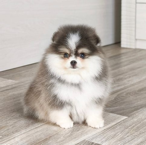 Hallo Pomeranian Welpen