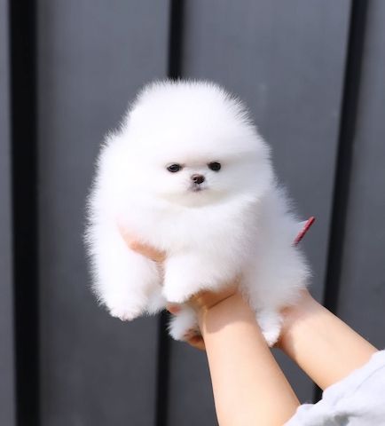 Pomeranian Spitz 1