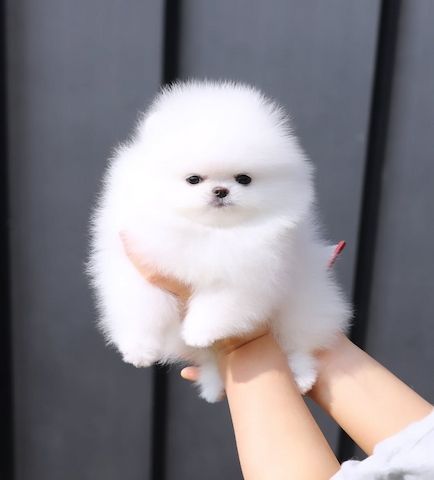 Pomeranian Spitz 1