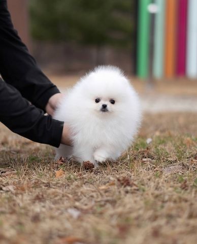 Mini-Zwergspitz-Pomeranian-Welpen