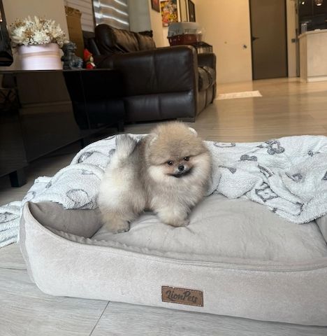 Mini-Pomeranian-Welpen