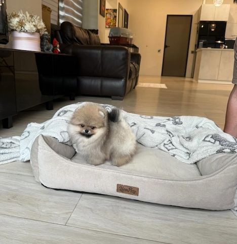 Mini-Pomeranian-Welpen