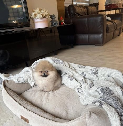 Mini-Pomeranian-Welpen