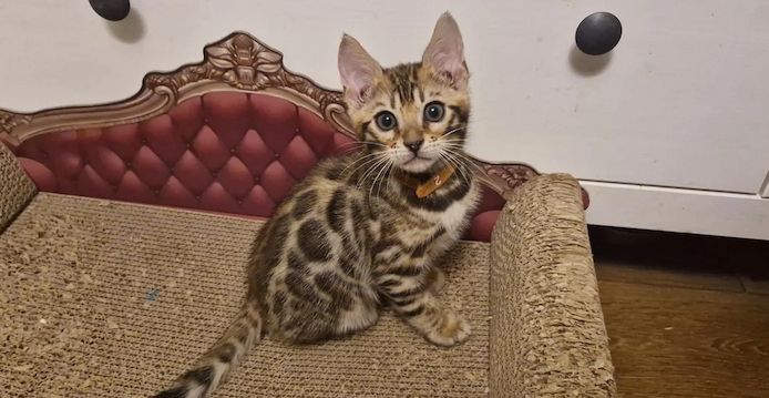 Wunderschöne Kätzchen 🥰