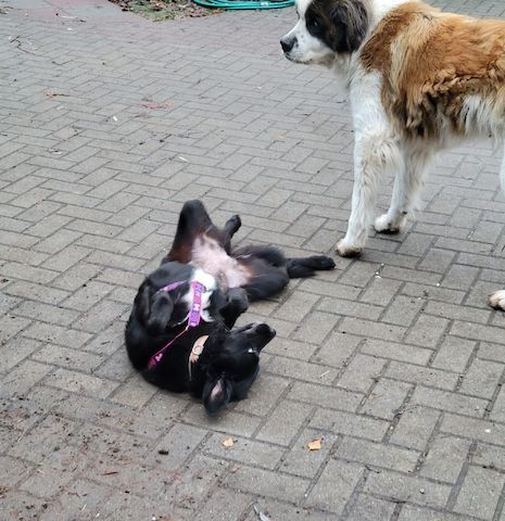 Anna, a.d.Tierschutz, unkompliziert, liebenswert