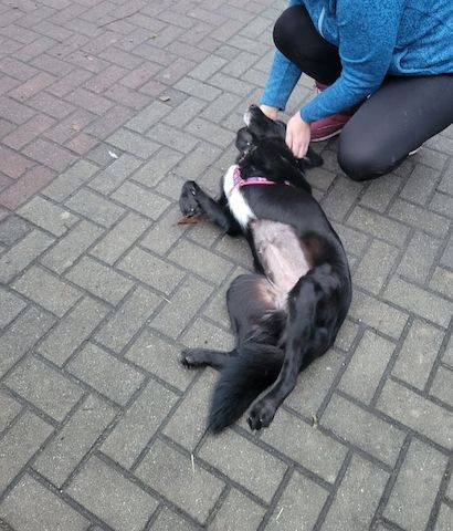 Anna, a.d.Tierschutz, unkompliziert, liebenswert