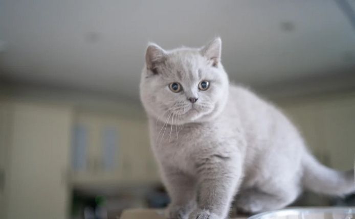 Wunderschöne Britisch Kurzhaar-Kätzchen– Jetzt reservieren!