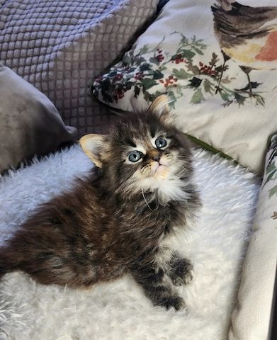 Maine-Coon-Kätzchen sind absolut hinreißend.