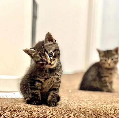 Norwegische Waldkatzen-Kätzchen zu verkaufen