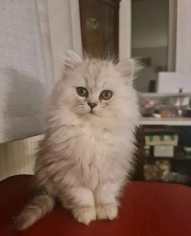 🐾 Wunderschöne Perser-Chinchilla-Kätzchen